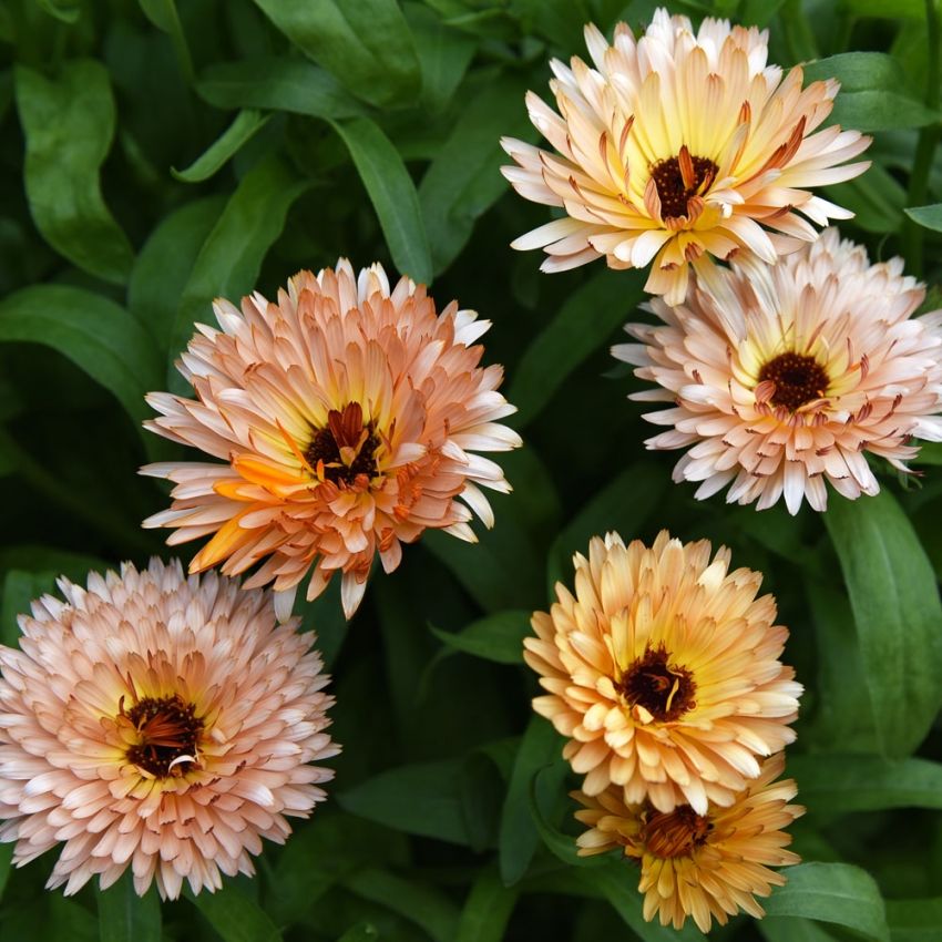 Ringelblume 'Orange Flash'