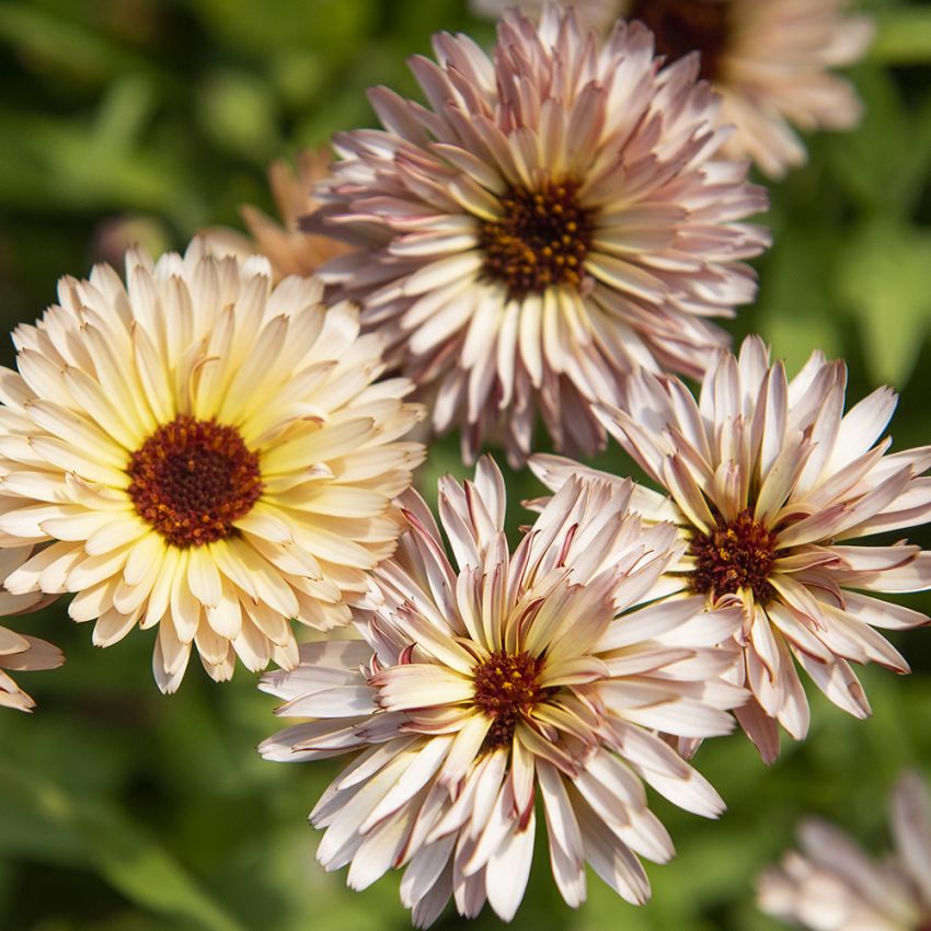 Ringelblume 'Pygmy Buff'