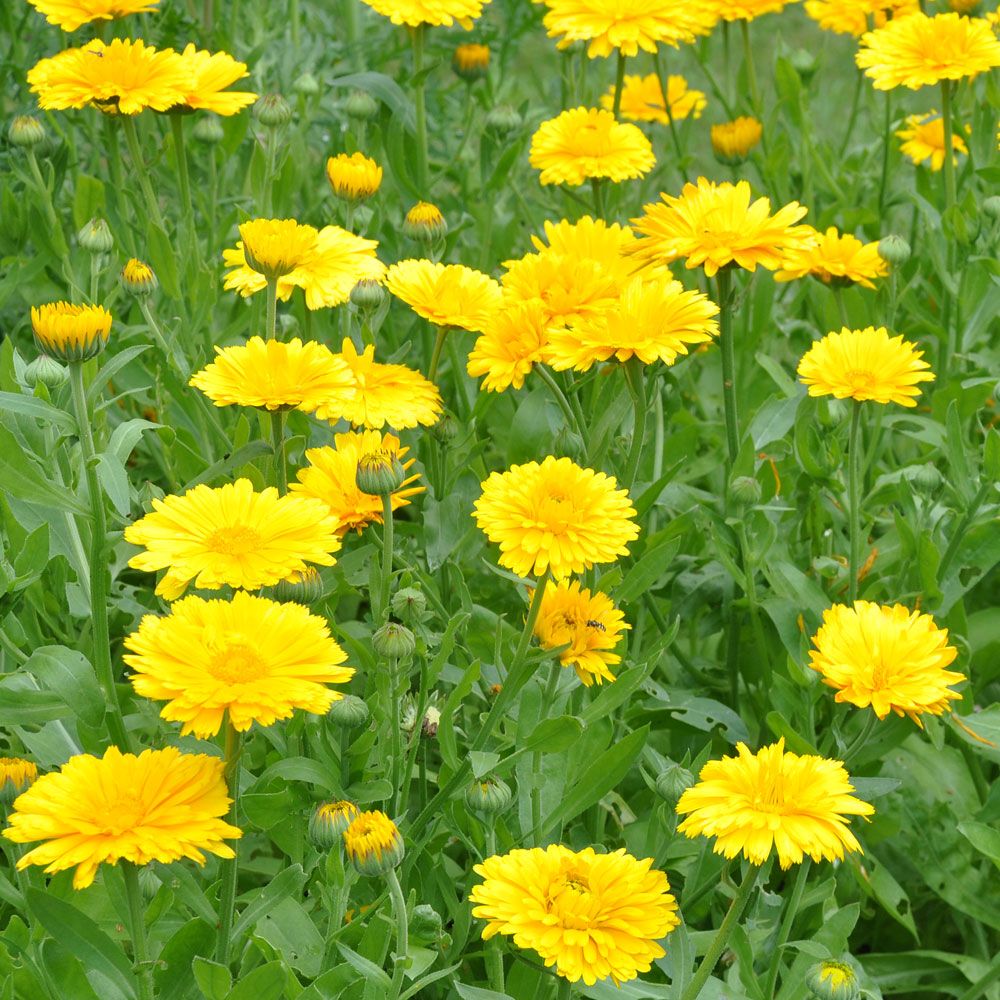 Ringelblume 'Yellow Colossal'