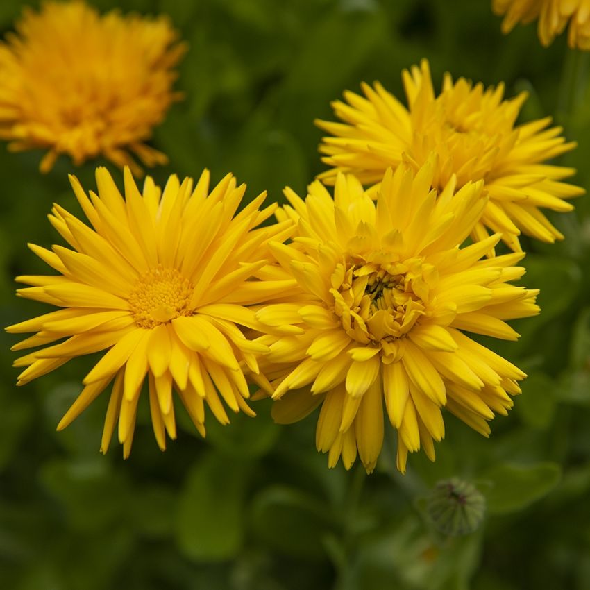 Ringelblume 'Porcupine Yellow'