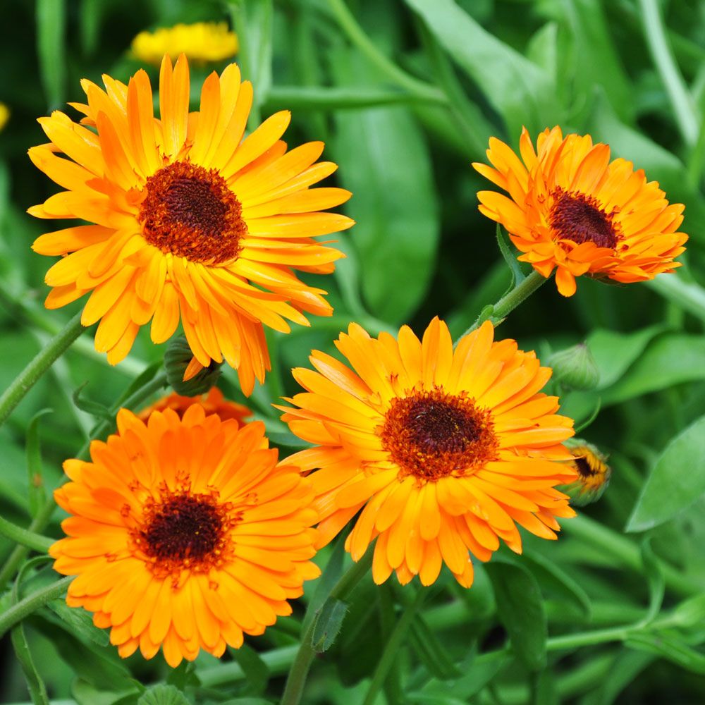 Ringelblume 'Black-Centered Orange Princess'