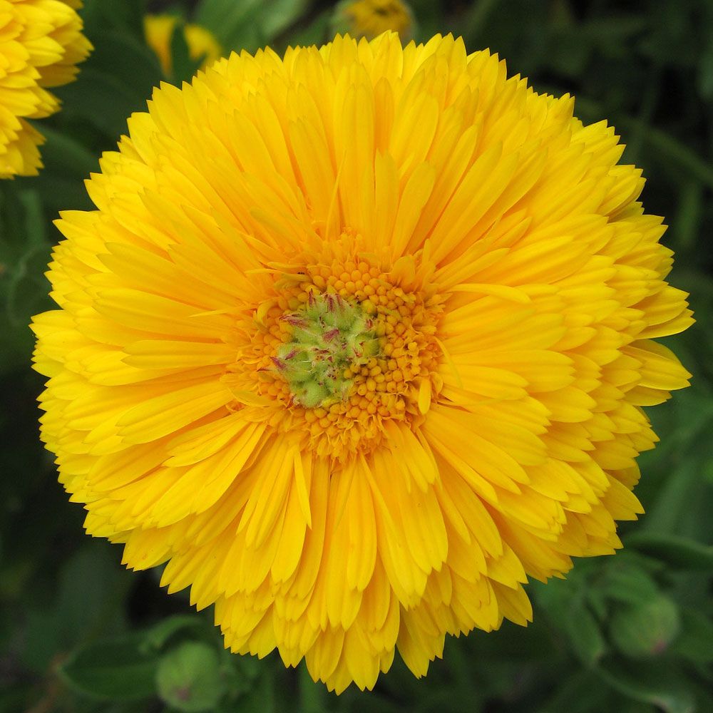 Ringelblume 'Greenheart Yellow'