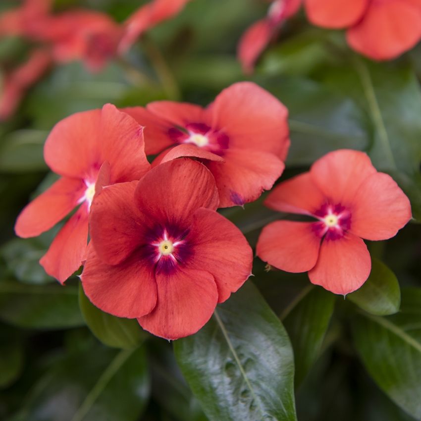 Rosafarbene Catharanthe 'Tattoo Tangerine'