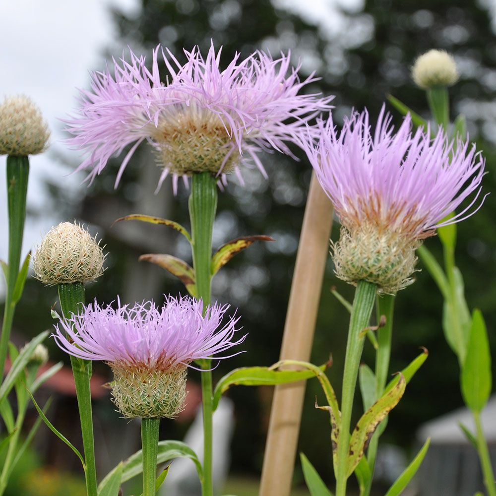 Kornblume 'Rosy Lilac'