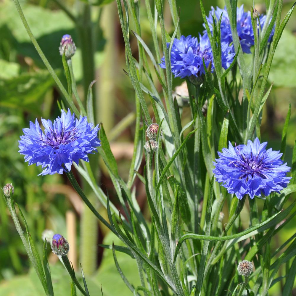 Kornblume 'Blue Boy'