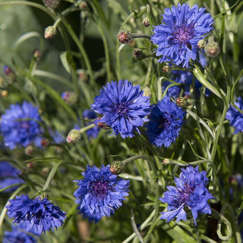 Kornblume 'Blue Ball'