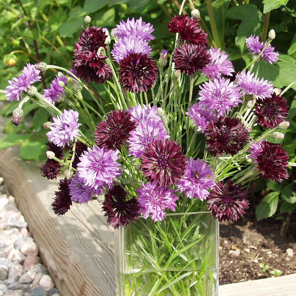 Kornblume 'Black & Mauve'