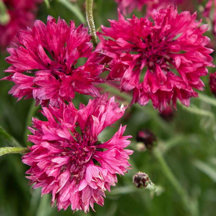 Kornblume 'Red Boy'