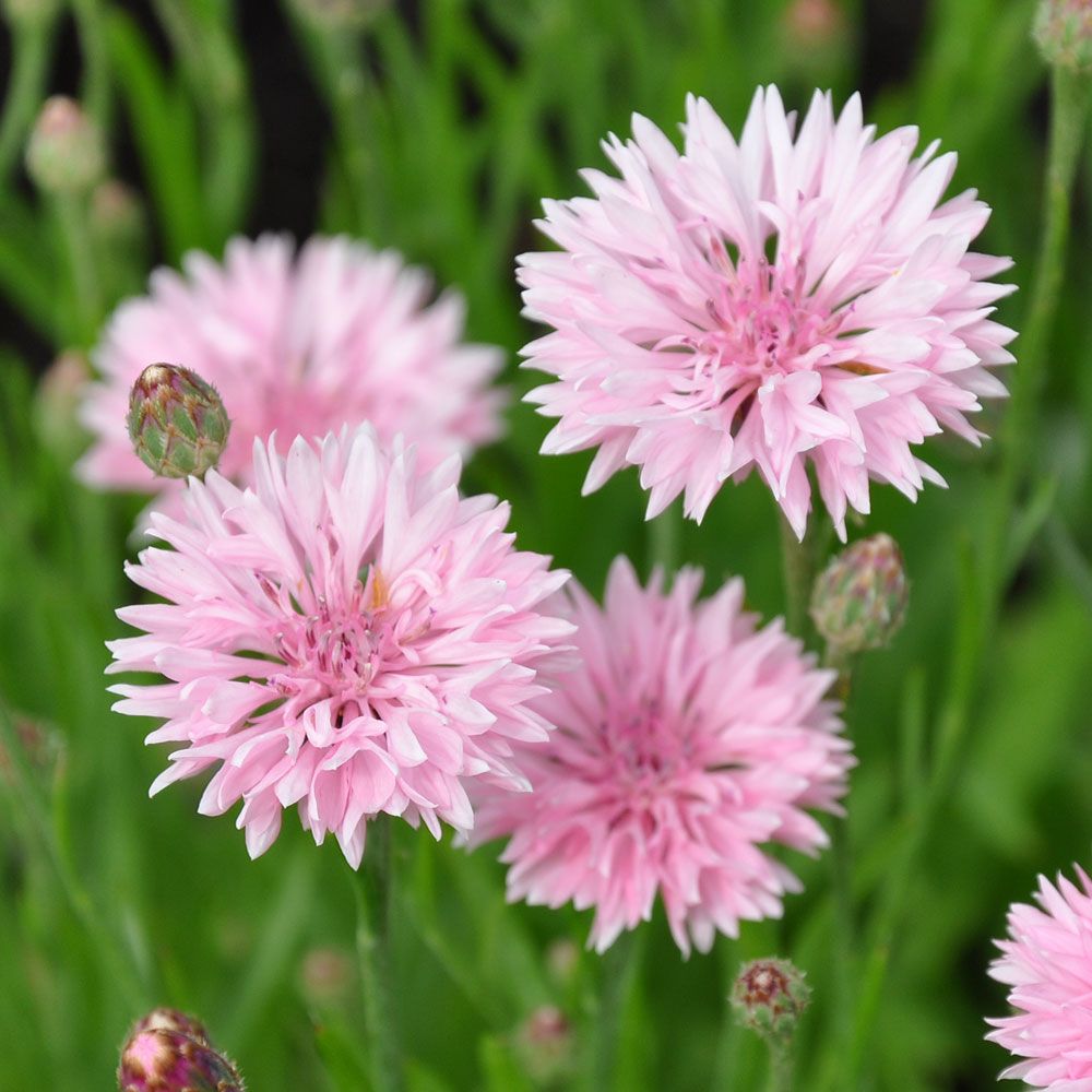 Kornblume 'Tom Pouce Pink'