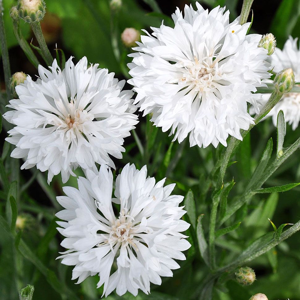 Kornblume 'Tom Pouce White'