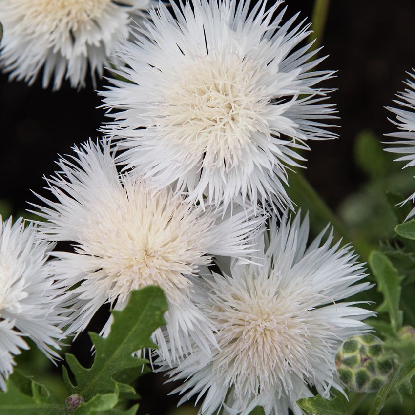 Flammenblume 'The Bride'