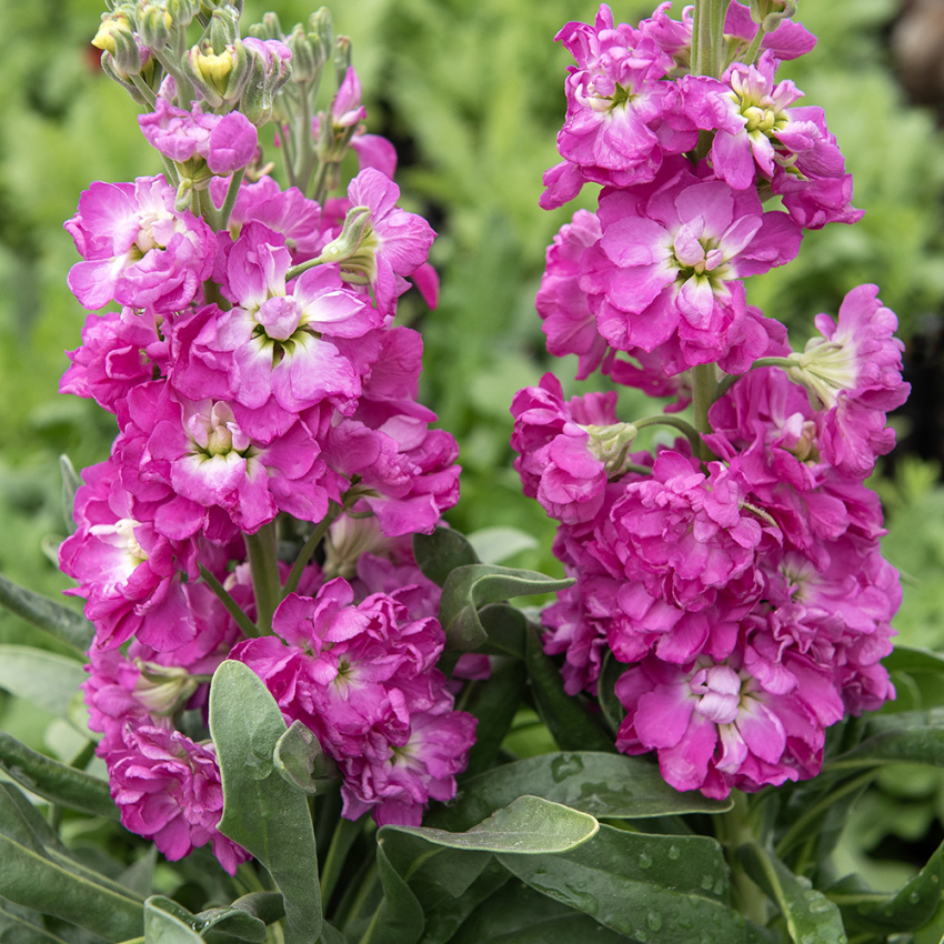 Matthiola 'Mathilda Antique Rose'