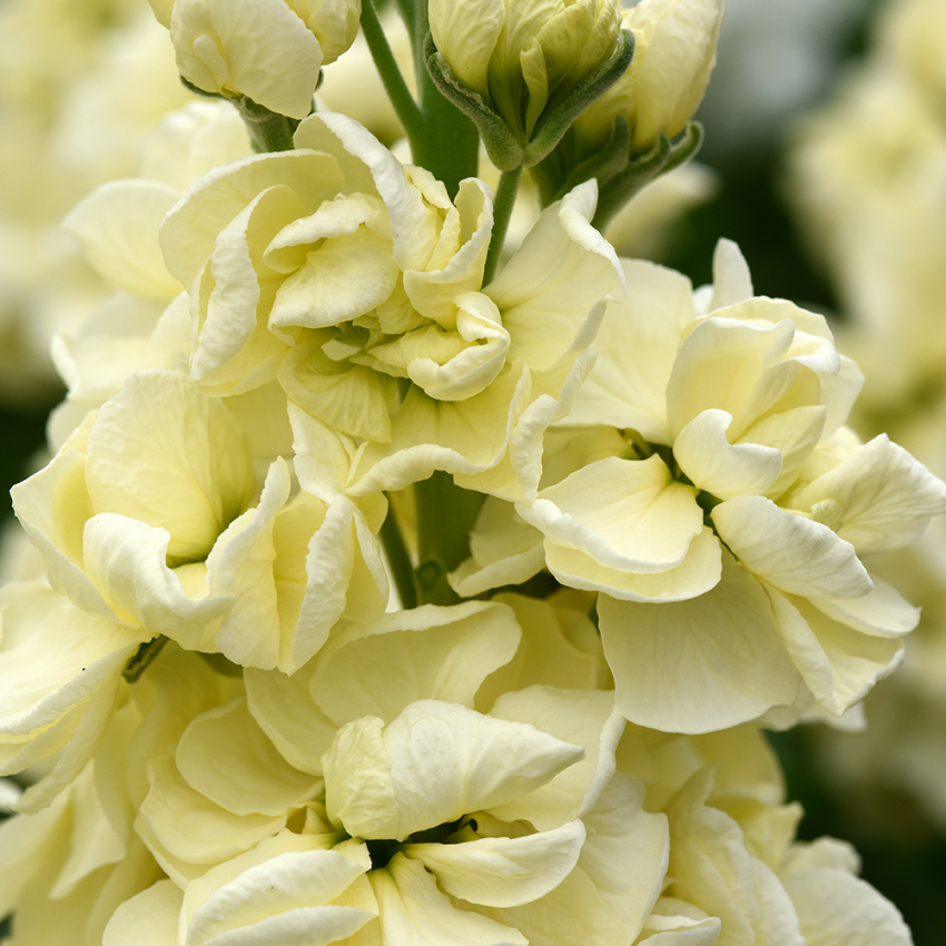 Matthiola 'Mathilda Yellow'