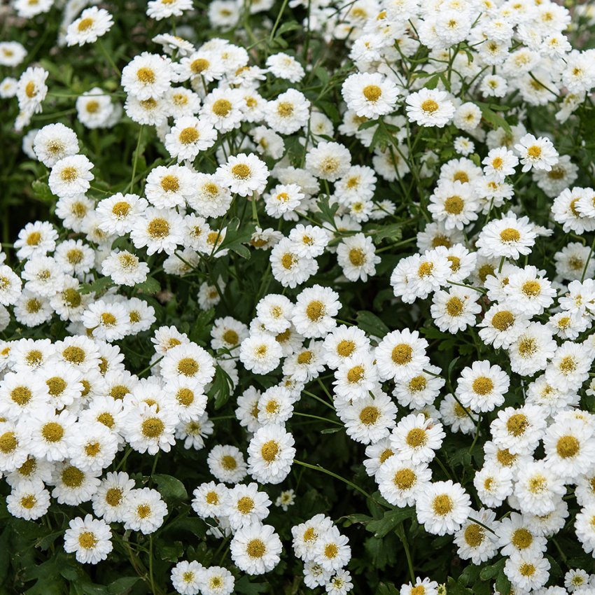 Mutterkraut 'Tetra White Wonder' in der Gruppe Samen / Einjährige Blumen bei Impecta Fröhandel (8258)