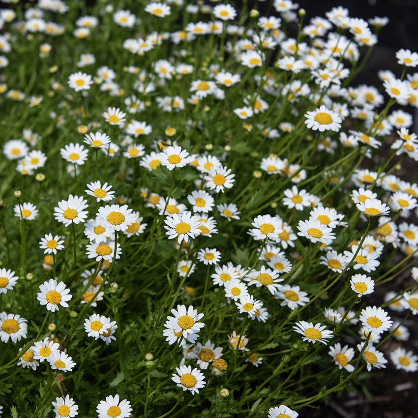 Mini-Margerite in der Gruppe Samen / Einjährige Blumen bei Impecta Fröhandel (8262)