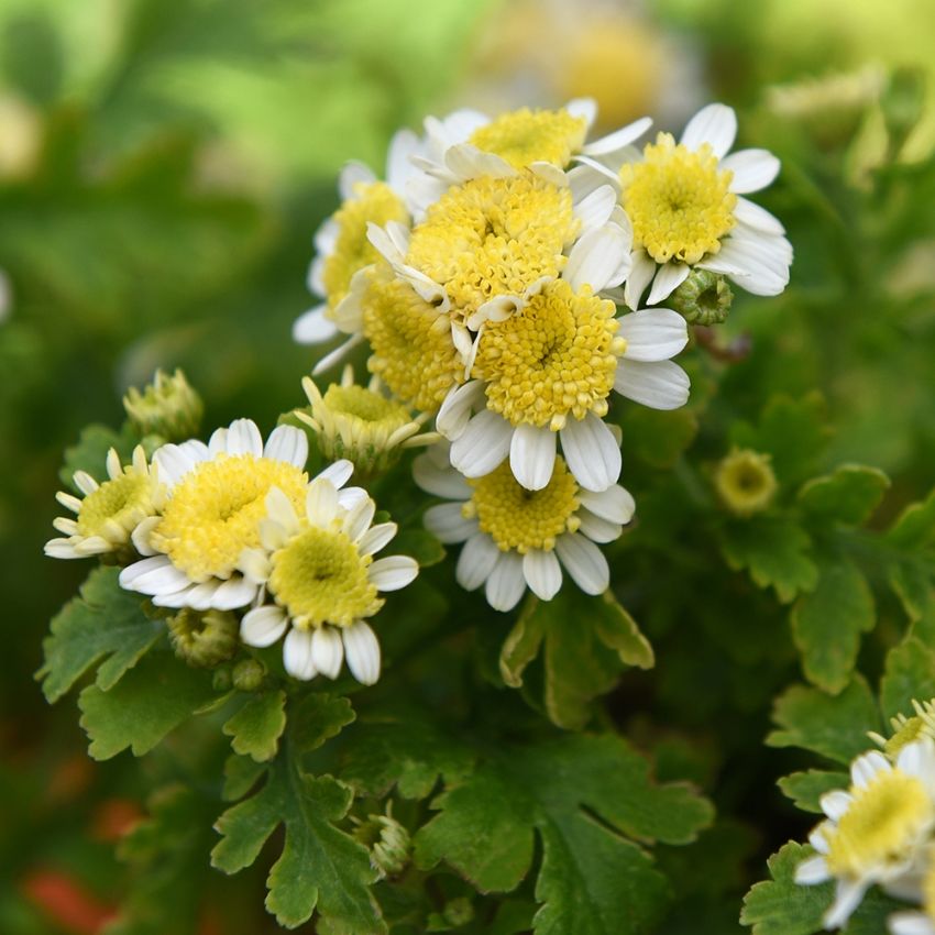 Mutterkraut 'Santana Yellow'