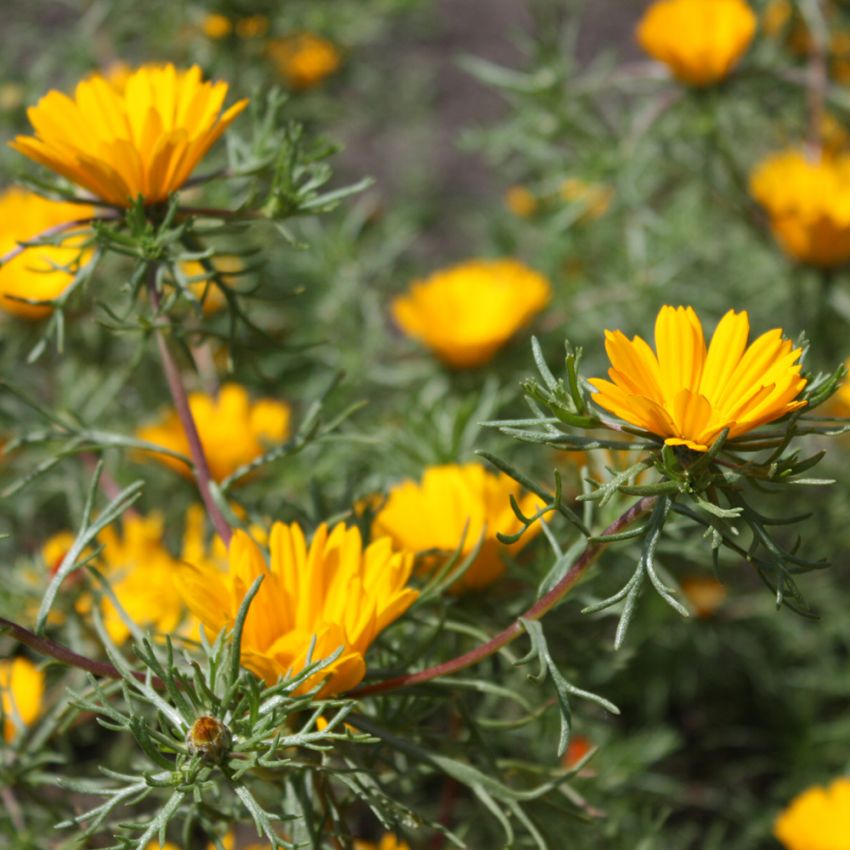 Arabische Ringelblume 'Criss-Cross'