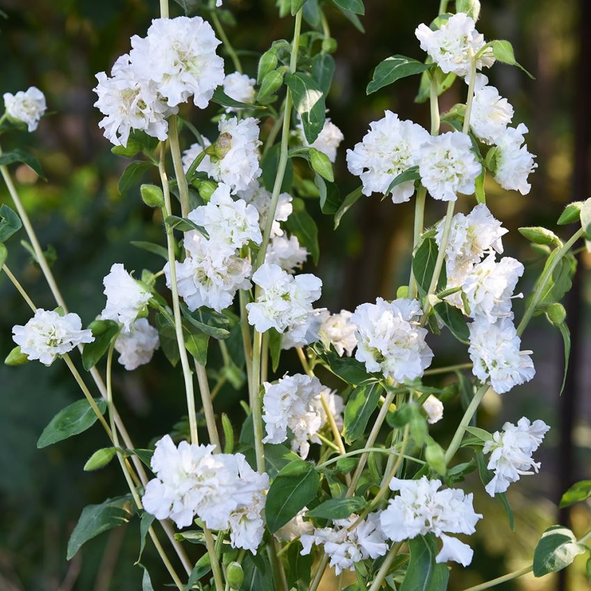 Mandelröschen 'Albatross'