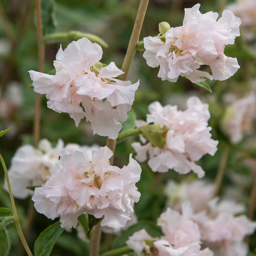 Mandelröschen 'Appleblossom'