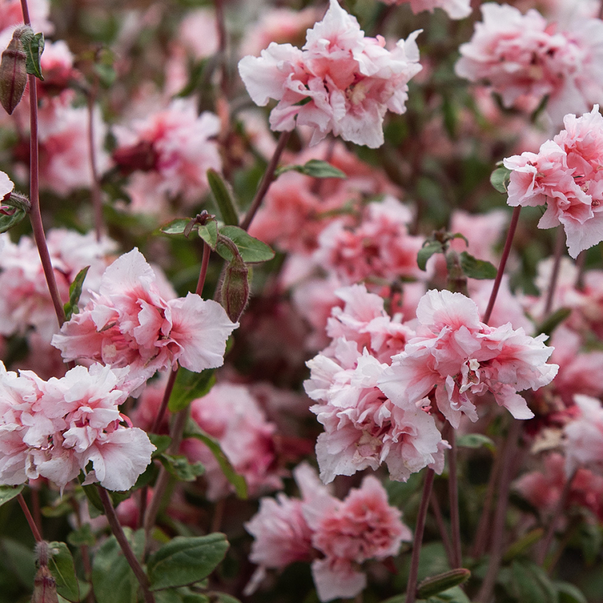 Mandelröschen 'Enchantress'