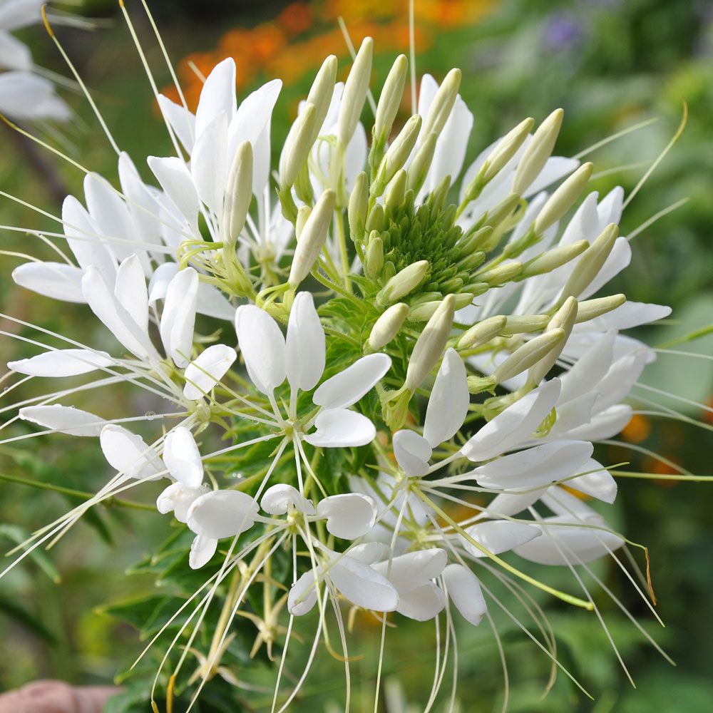 Spinnenpflanze 'White Queen'