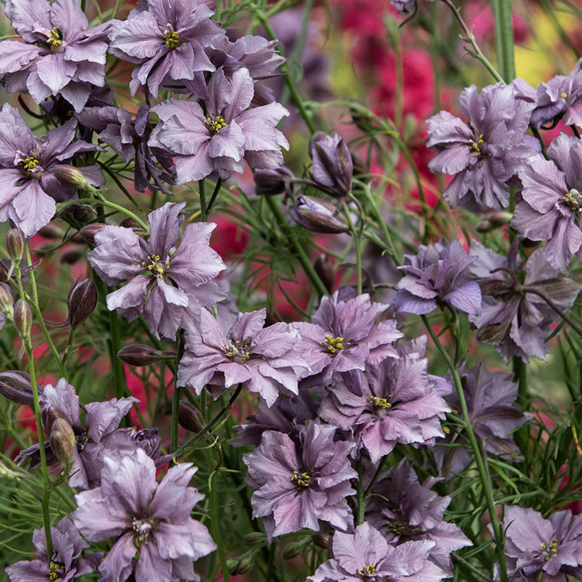 Garten-Feldrittersporn 'Misty Lavender'