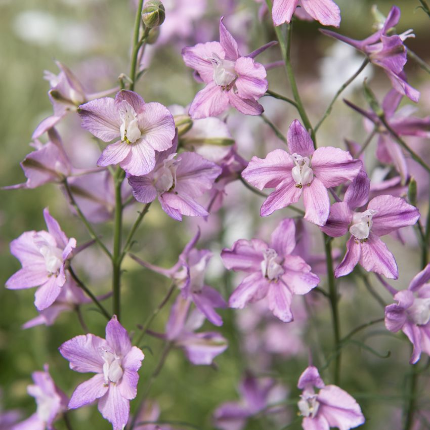 Garten-Feldrittersporn 'Fancy Belladonna'