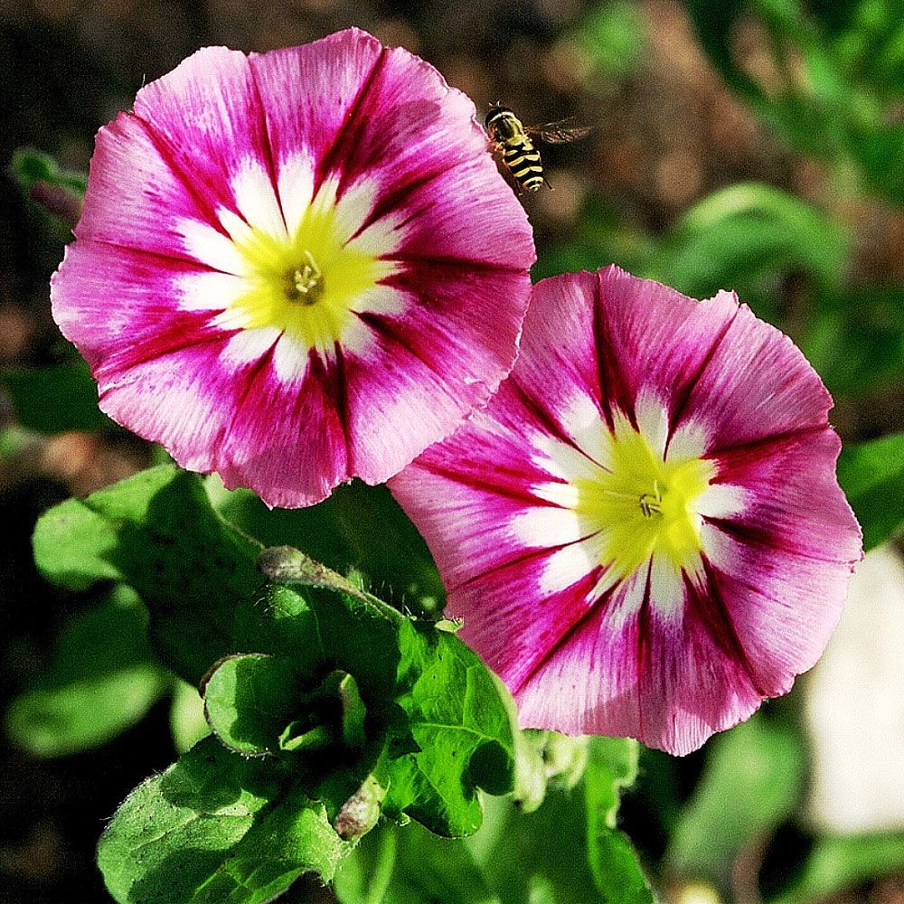 Trichterwinde 'Red Ensign'