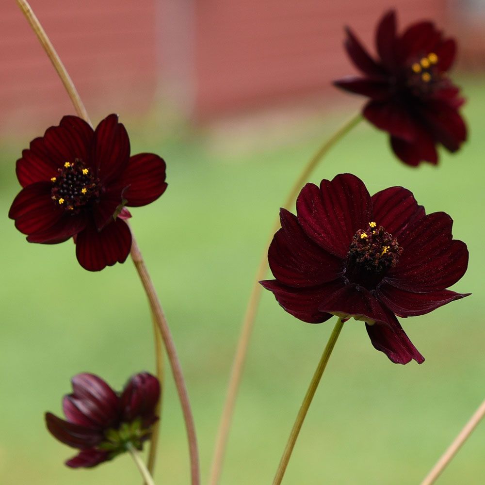 Schockoladenblume 'Black Magic'