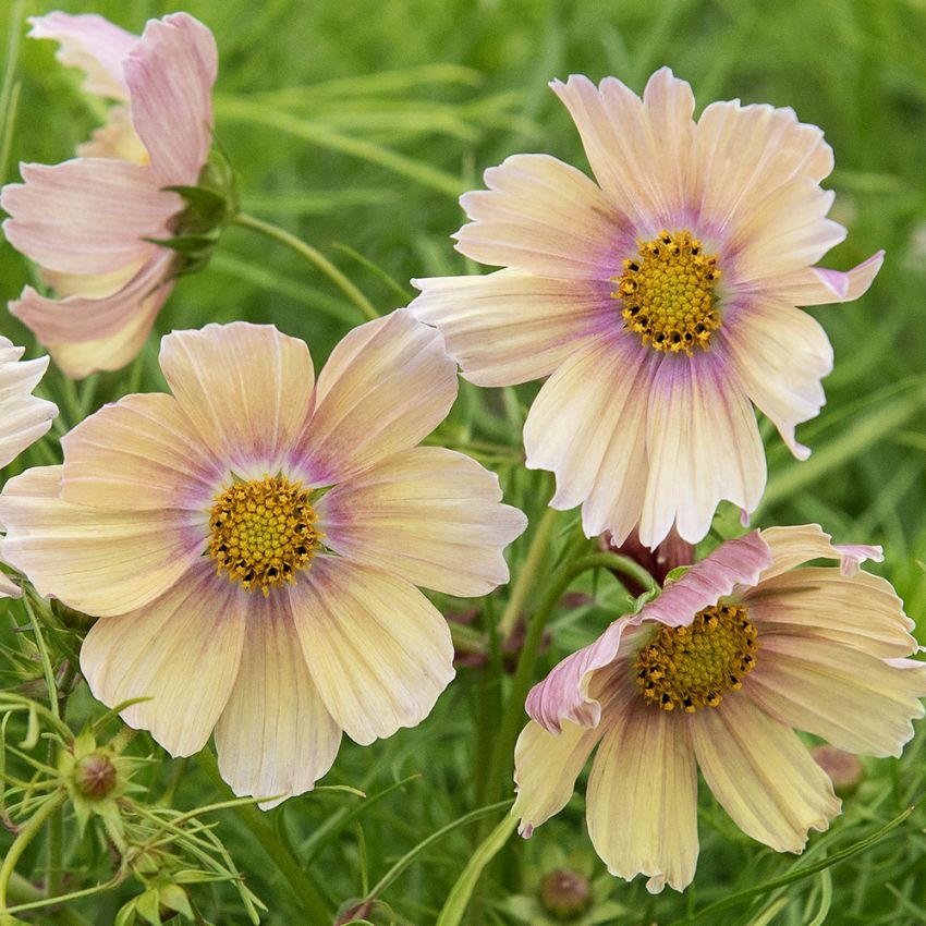 Schmuckkörbchen 'Apricot Lemonade'