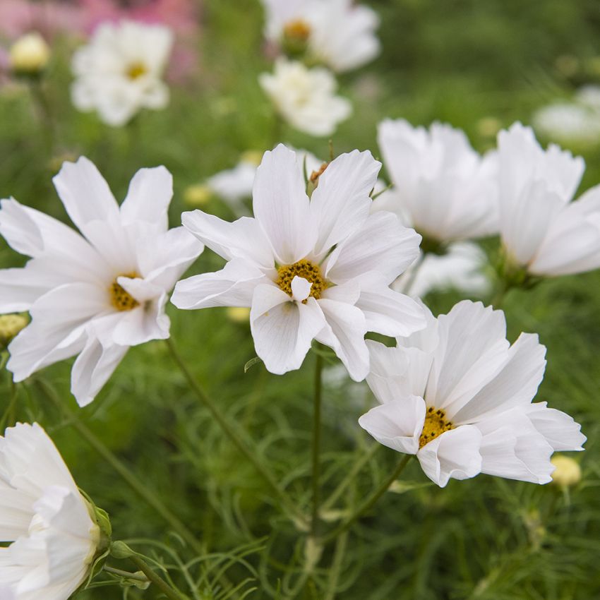 Schmuckkörbchen 'Hummingbird White'