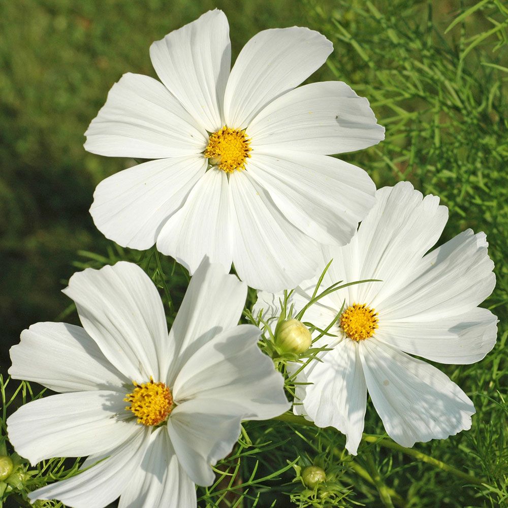 Schmuckkörbchen 'Vega White'