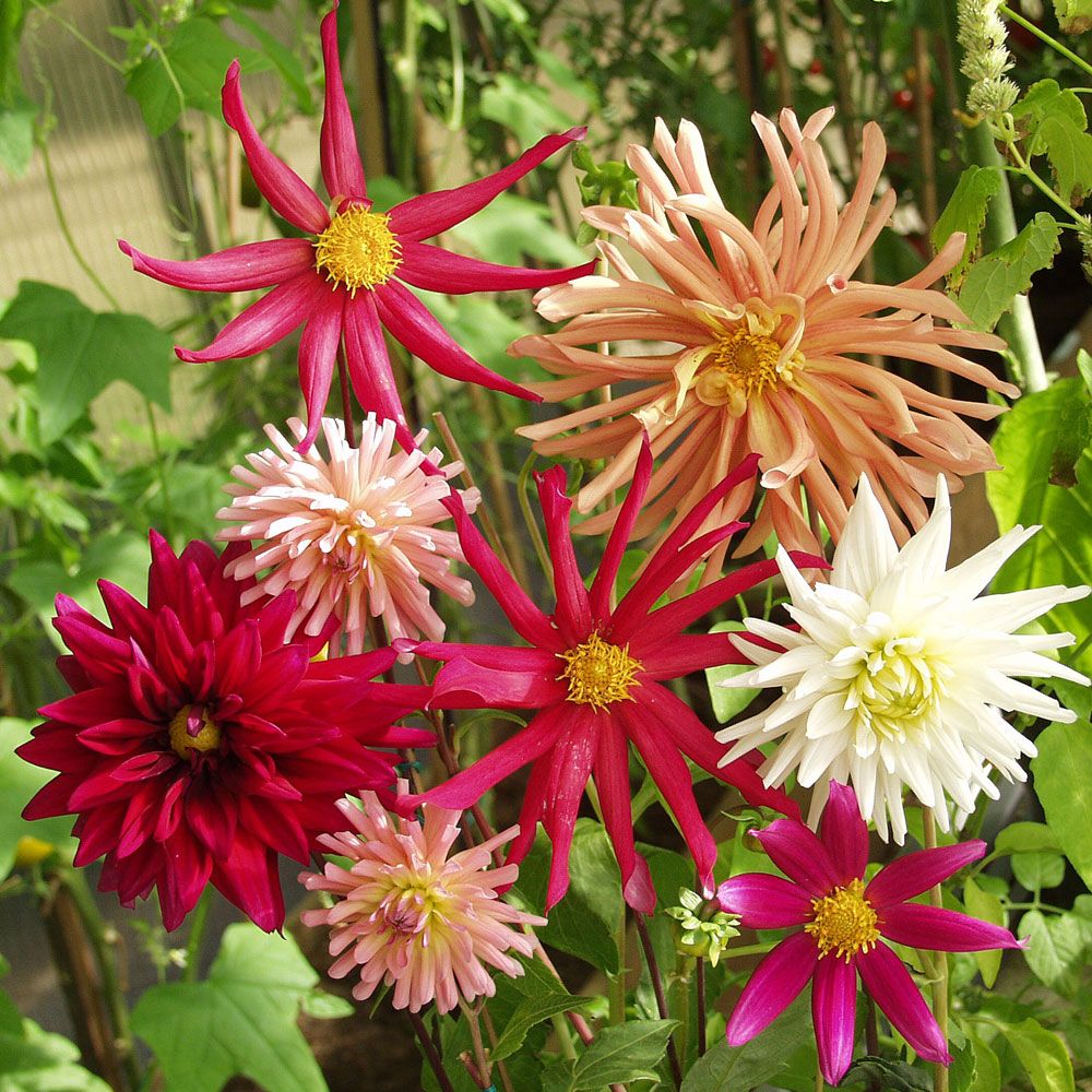 Dahlie 'Fantasia'