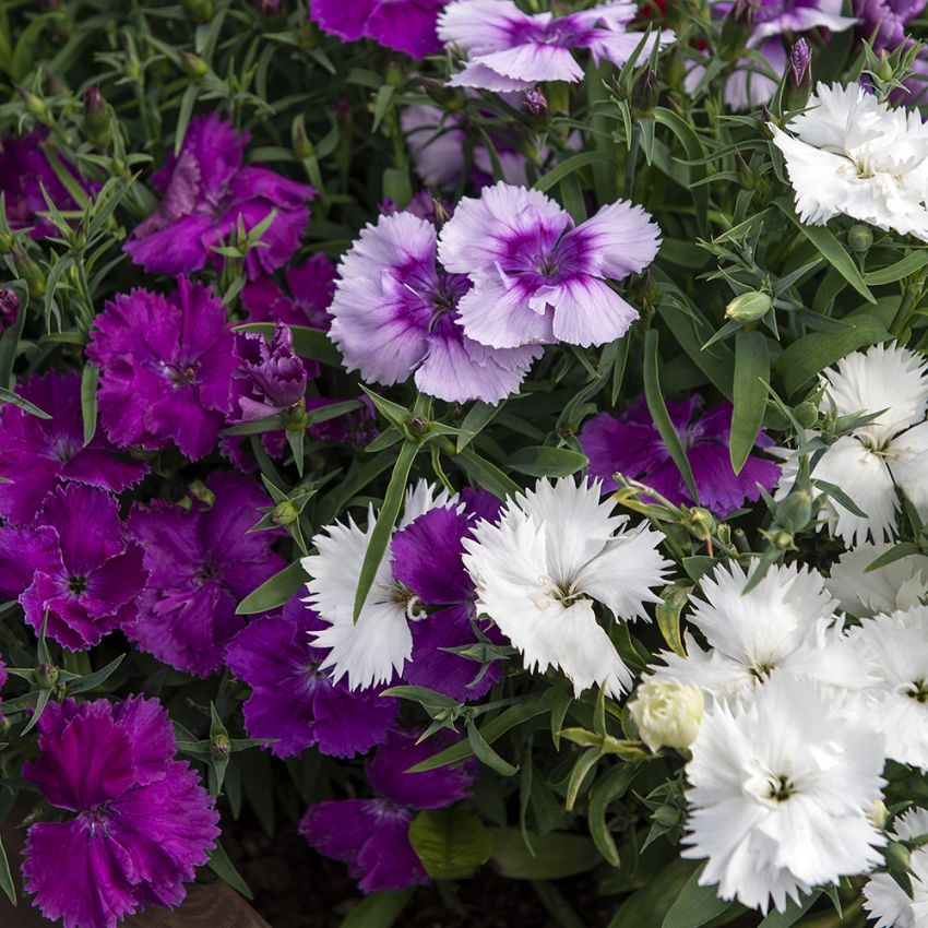 Chinesische Nelke 'Diana Lavandula mix'