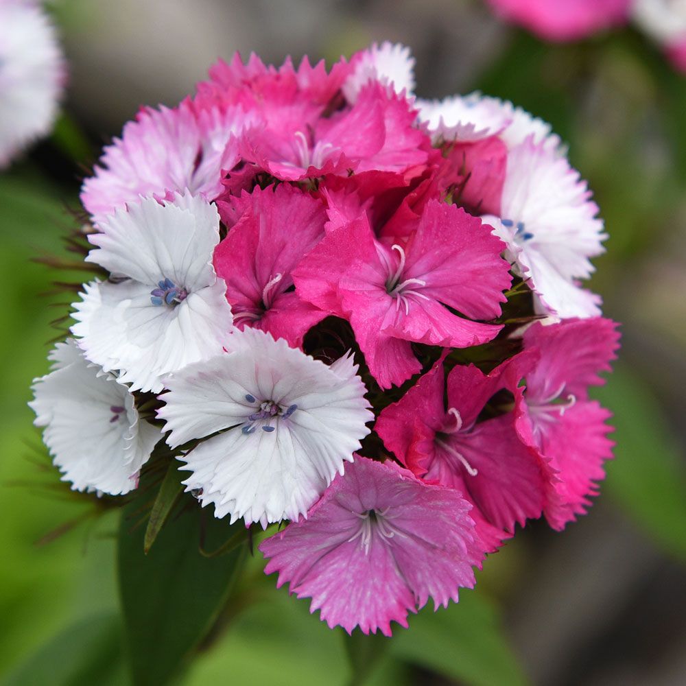 Bartnelke 'Sweet Pink Magic'