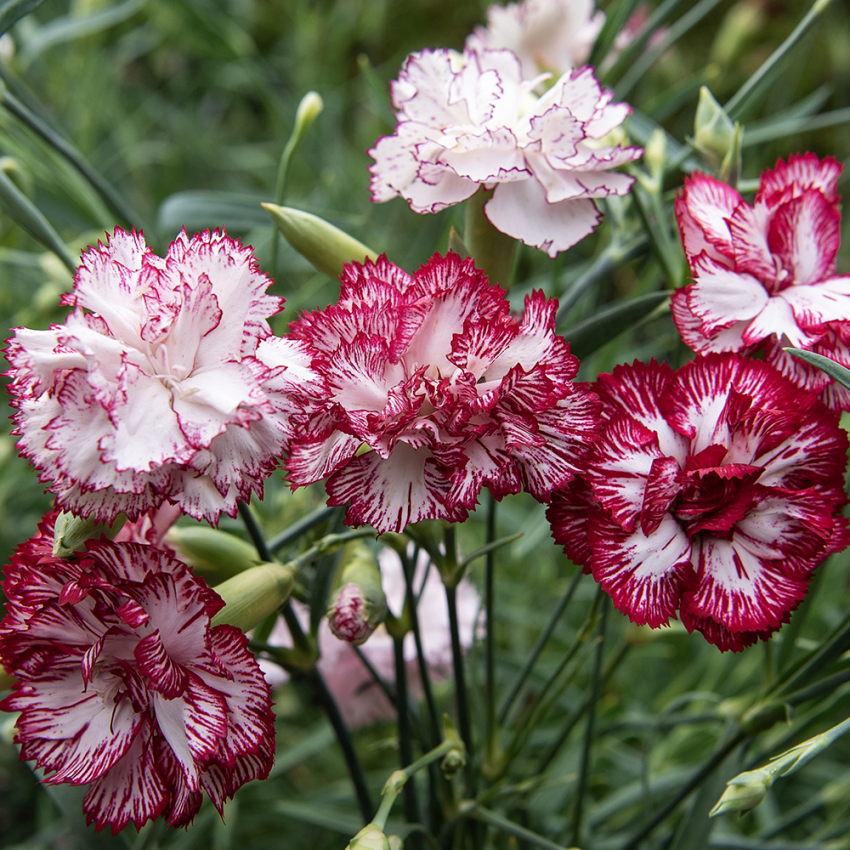 Gartennelke 'Chabaud Benigna' in der Gruppe Samen / Einjährige Blumen / Hängende Blumen bei Impecta Fröhandel (8339)