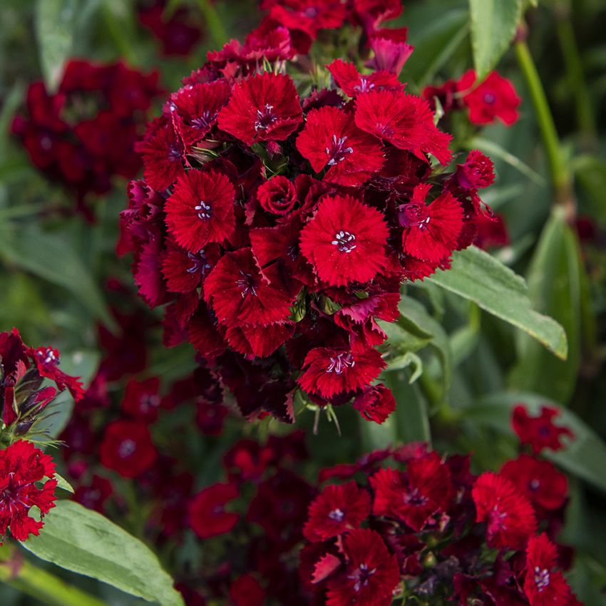 Bartnelke 'Sweet Red'