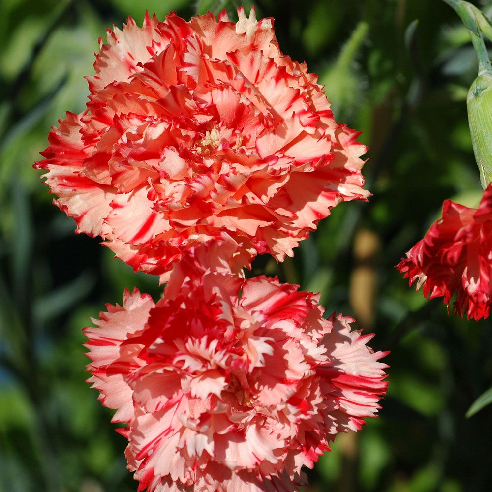 Gartennelke 'Chabaud Avranchin'  in der Gruppe Samen / Einjährige Blumen bei Impecta Fröhandel (8343)