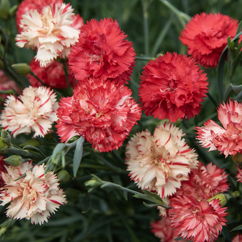 Gartennelke 'Chabaud Avranchin'  in der Gruppe Samen / Einjährige Blumen bei Impecta Fröhandel (8343)