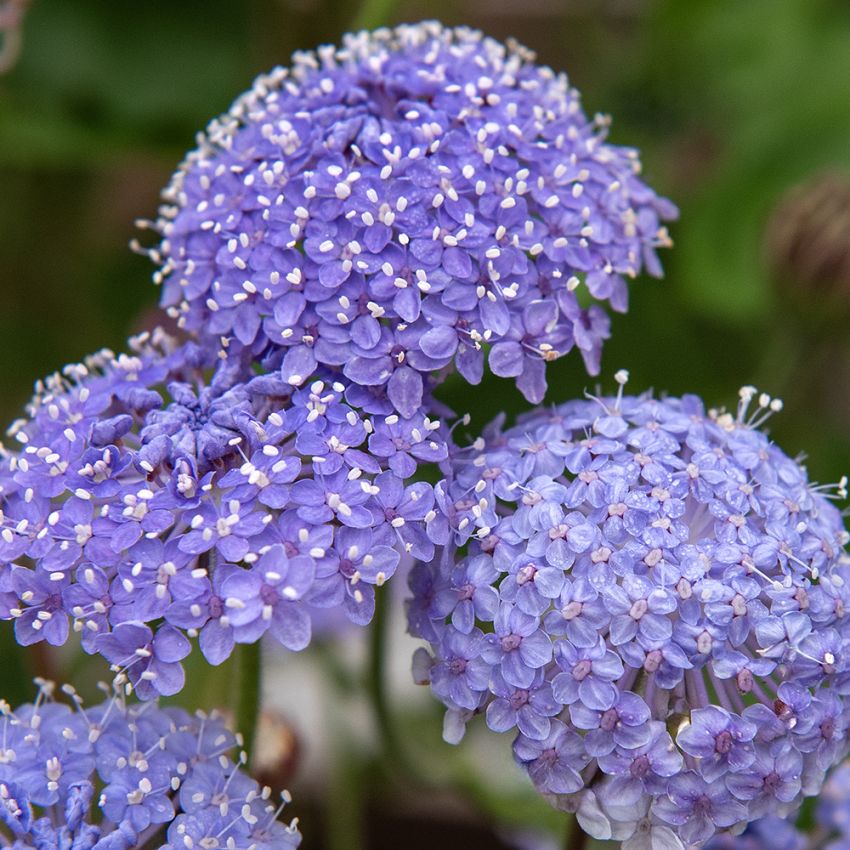 Blaudolde 'Lace Blue'