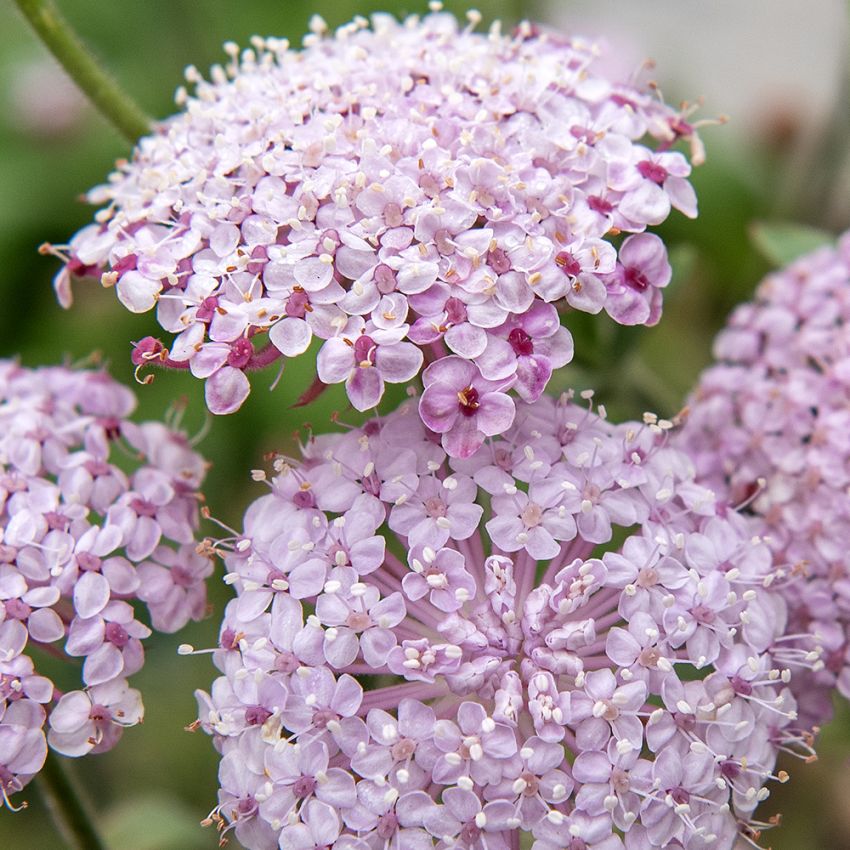 Blaudolde 'Lace Pink'