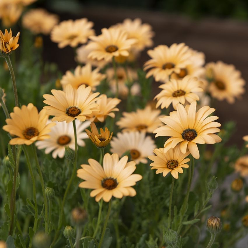 Buschige Kapringelblume  'Queen Salmon'