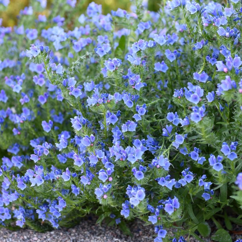 Natternkopf 'Blue Bedder'