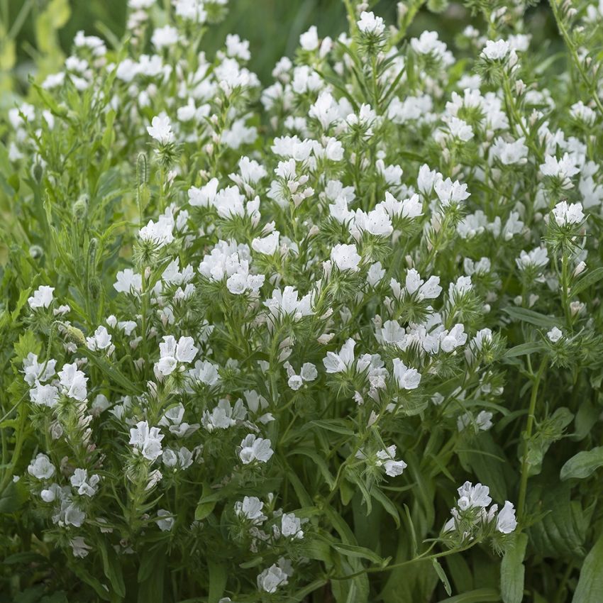 Natternkopf 'White Bedder'