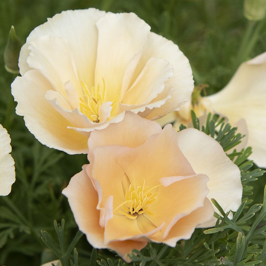 Kalifornischer Mohn 'Thai Silk Pink Champagne'