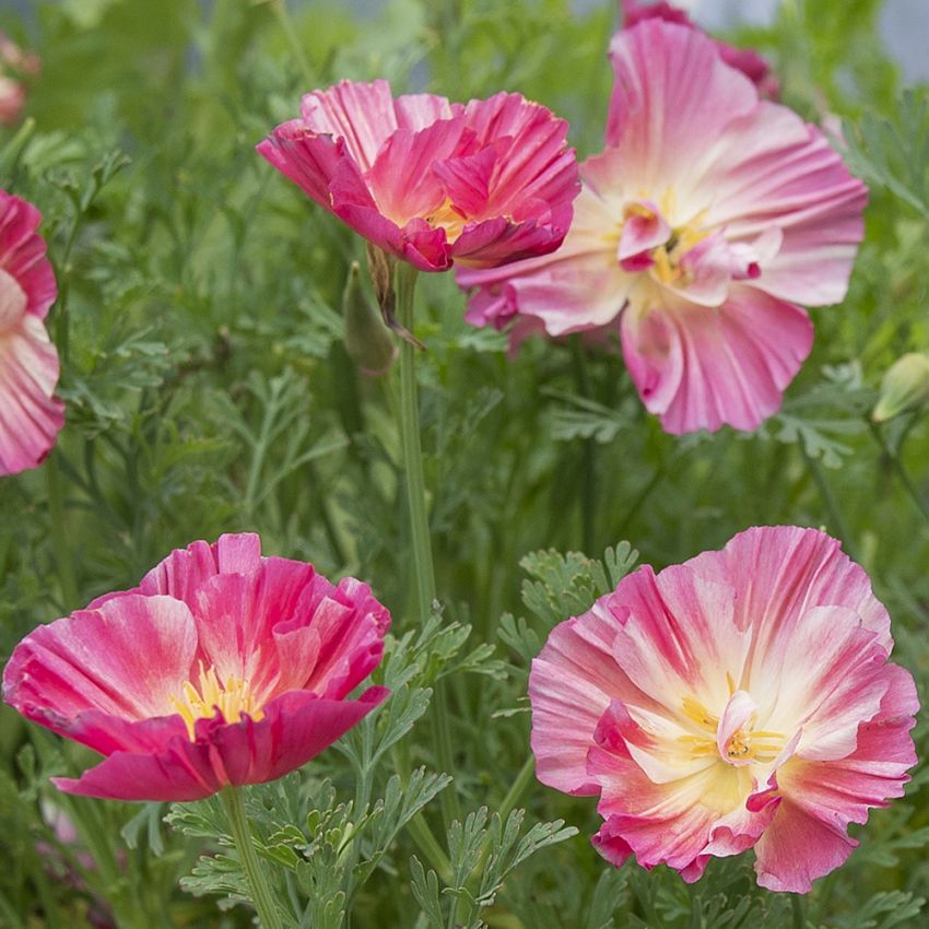 Kalifornischer Mohn 'Thai Silk Rose Chiffon'