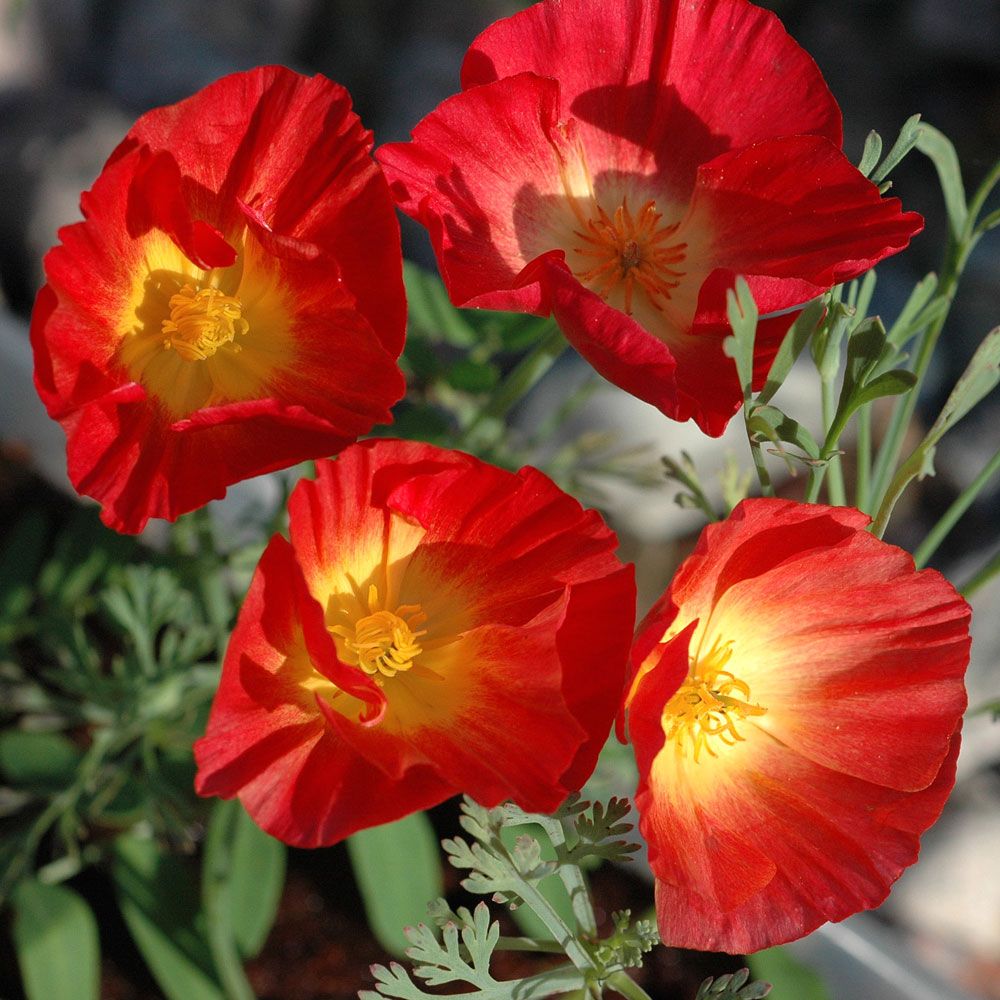 Kalifornischer Mohn 'Red Chief'