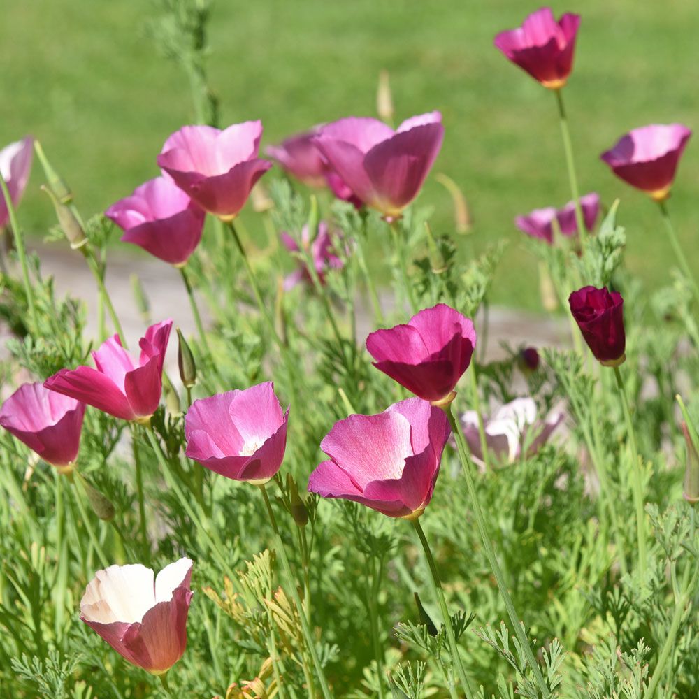 Kalifornischer Mohn 'Purple Gleam'