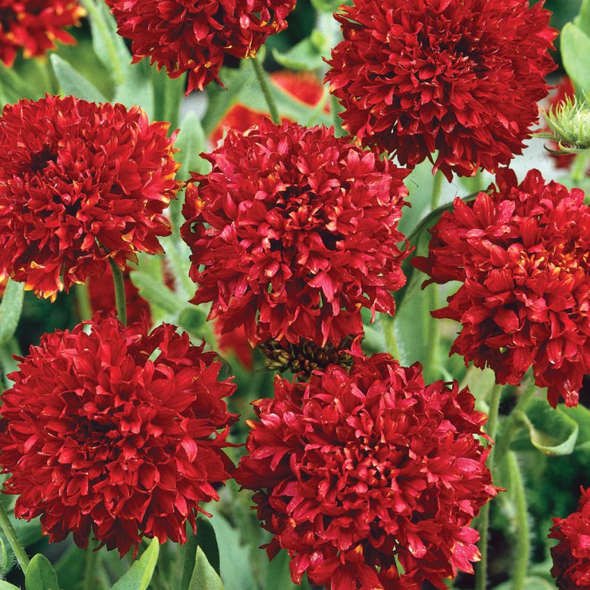 Kokardenblume 'Red Plume'