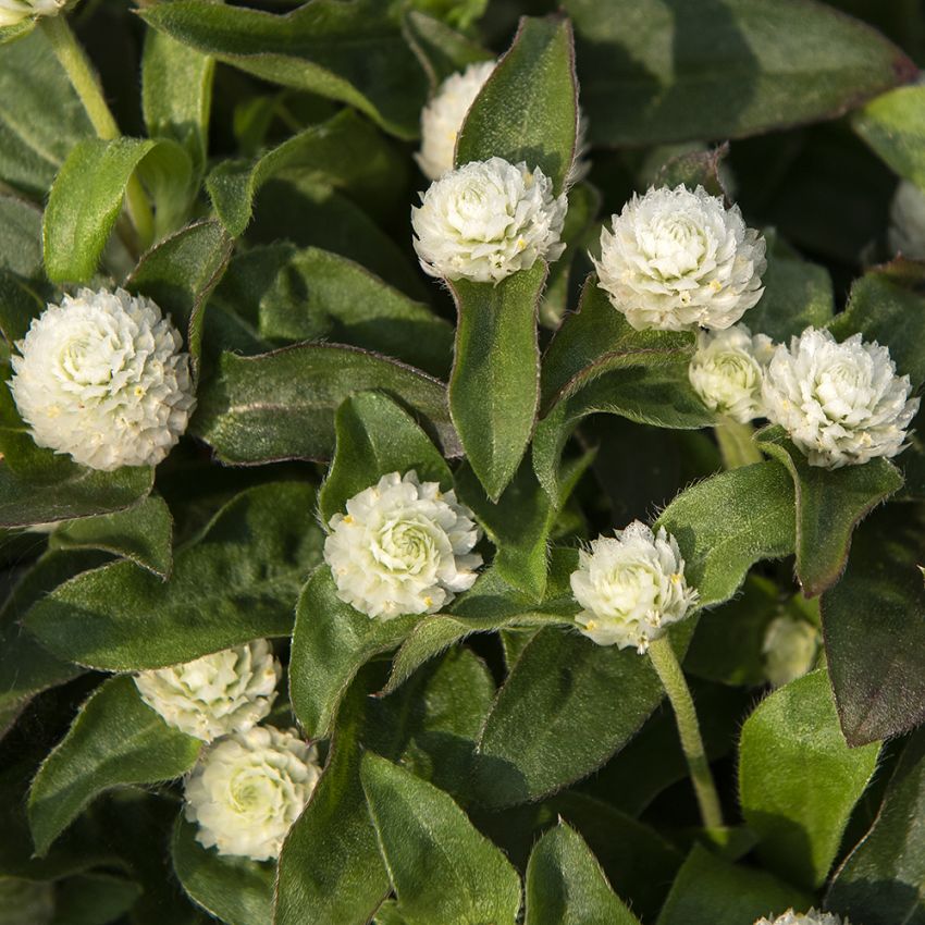 Kugelamarant 'Gnome White'